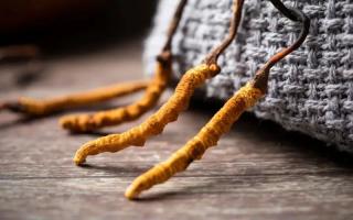 冬蟲夏草的真實(shí)作用，冬蟲夏草主要有什么成分