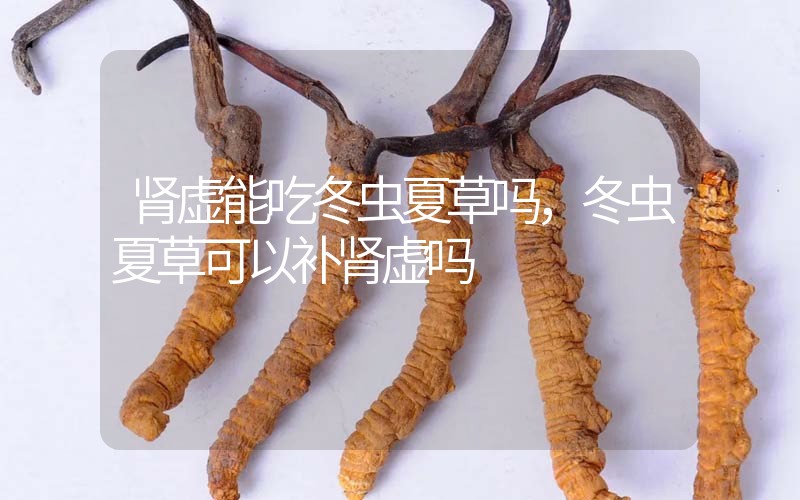 腎虛能吃冬蟲夏草嗎，冬蟲夏草可以補(bǔ)腎虛嗎？