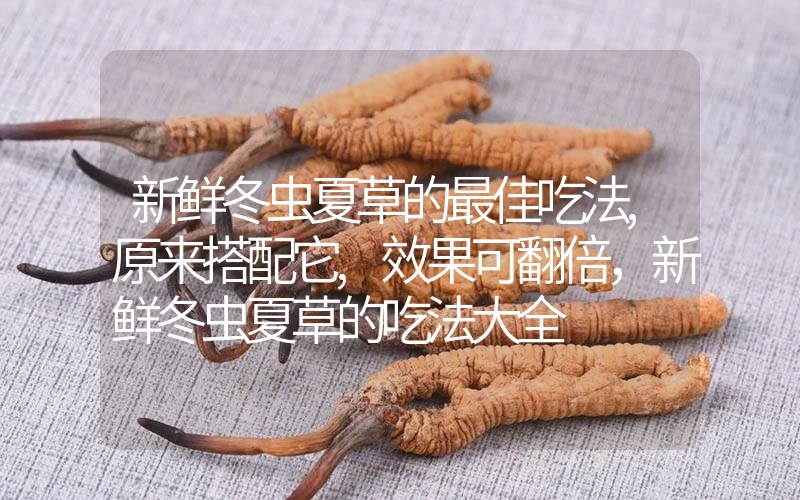 新鮮冬蟲夏草的最佳吃法,原來搭配它,效果可翻倍，新鮮冬蟲夏草的吃法大全