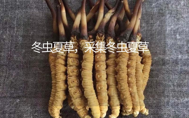 冬蟲夏草采挖時(shí)間，什么時(shí)候采集冬蟲夏草