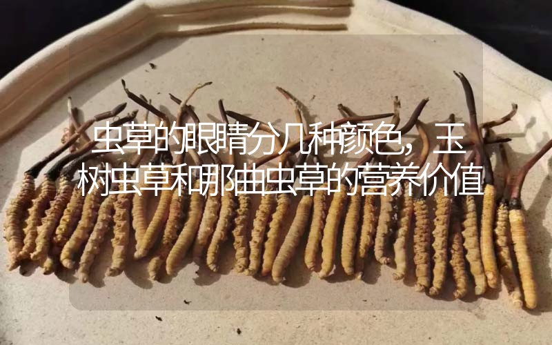 蟲草的眼睛分幾種顏色，玉樹蟲草和那曲蟲草的營養(yǎng)價值