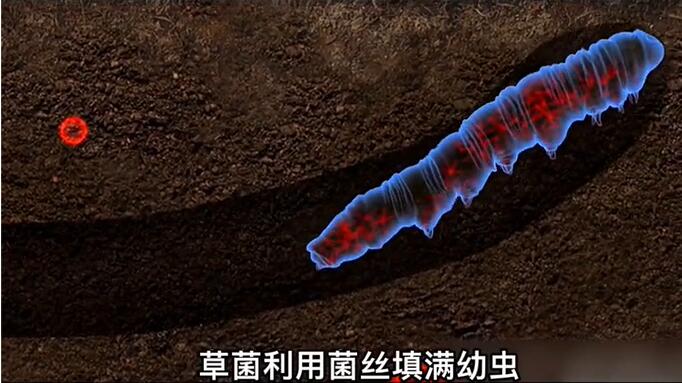 神奇的冬蟲夏草為什么能從蟲子變成草？它到底是怎么形成的呢？
