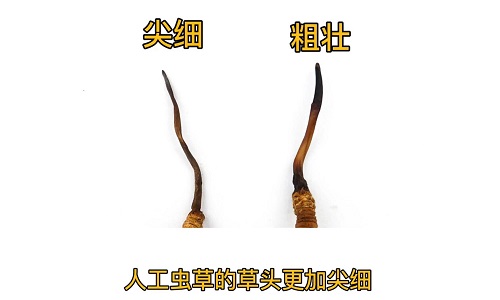 人工蟲草和野生蟲草如何分辨？人工冬蟲夏草怎么鑒別