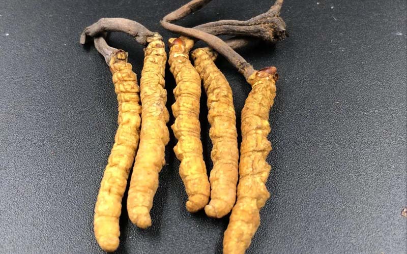 冬蟲夏草鴨湯怎么做法？