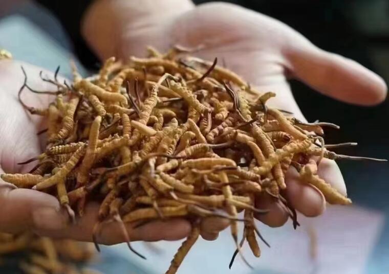 冬蟲夏草中有沒有激素？冬蟲夏草中有沒有有害物質(zhì)？
