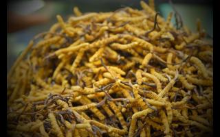 人工蟲草有營養(yǎng)價值嗎？