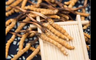 冬蟲夏草洗完就吃正確嗎？