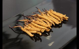 冬蟲(chóng)夏草一次應(yīng)該吃幾根？