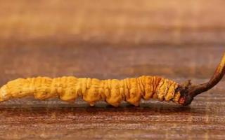 野生冬蟲夏草？一只大概多少錢？