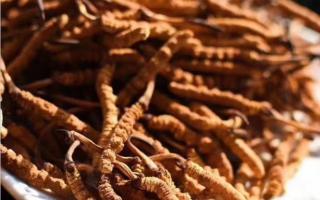 如何根據(jù)自己的需求去采購冬蟲夏草！