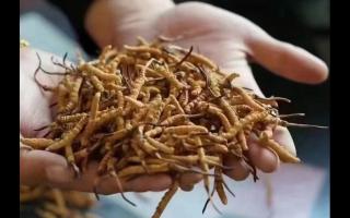 新鮮冬蟲夏草怎么保存，謹(jǐn)記五要素！