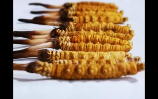 正宗高品質(zhì)冬蟲夏草怎么辨別？