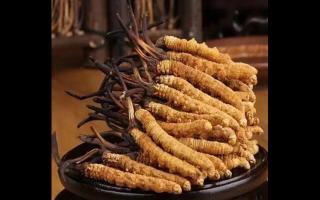 高品質(zhì)使用冬蟲夏草怎么挑選？