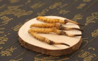 怎么看出冬蟲夏草是真的還是假的呢？