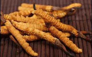 冬蟲夏草的色澤和質(zhì)地如何判斷真假？