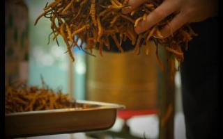 冬蟲(chóng)夏草的形成過(guò)程，大自然太神奇了！