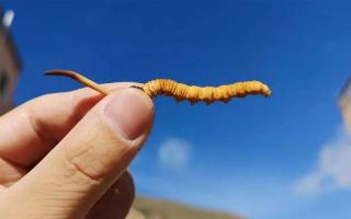 探索藏區(qū)草原，發(fā)現(xiàn)冬蟲夏草的天然寶藏！