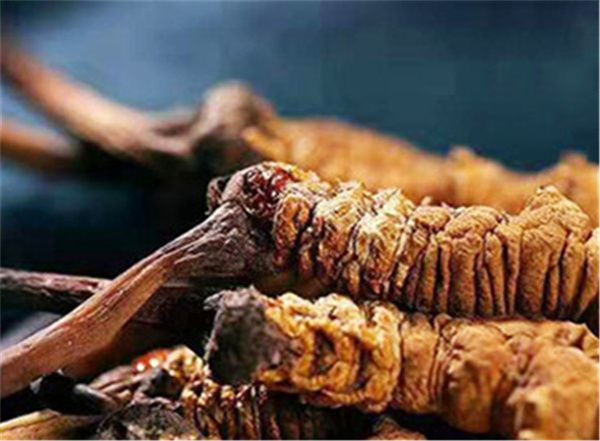 冬蟲(chóng)夏草的8大禁忌 冬蟲(chóng)夏草有哪些禁忌？
