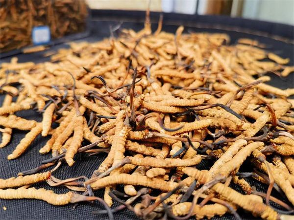 冬蟲夏草怎么辨別真假？指點辨別冬蟲夏草真假的方法