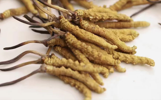 水溫決定營養(yǎng)！冬蟲夏草鮮草泡水溫度全解析?