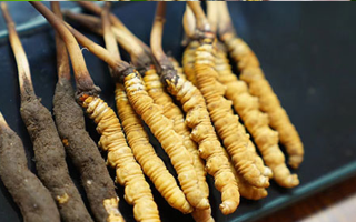 冬蟲(chóng)夏草鮮草吃多久？科學(xué)食用周期與效果解析