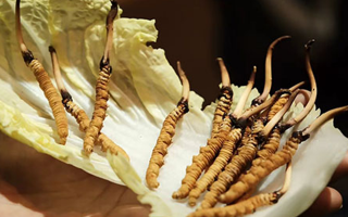 冬蟲(chóng)夏草：干草與鮮草的終極對(duì)比，哪種更適合你？