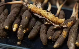 探尋新鮮冬蟲夏草的采挖黃金期：自然節(jié)律中的珍貴饋贈(zèng)