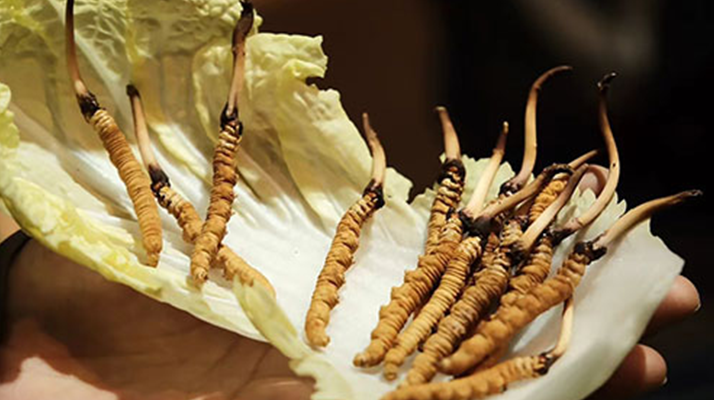 冬蟲夏草：鮮草與干草誰更勝一籌？