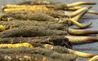 新鮮冬蟲夏草可以泡水喝嗎？正確方法與功效解析