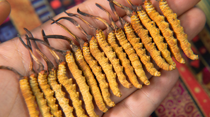 今年<a href=http://m.gi-casino.com/xinxian/ target=_blank class=infotextkey>鮮冬蟲夏草</a>價(jià)格如何?