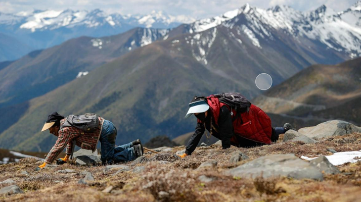 哪個(gè)地方采摘冬蟲夏草