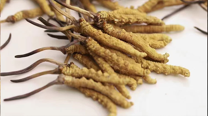 <a href=http://m.gi-casino.com/jiage/ target=_blank class=infotextkey>冬蟲夏草價格</a>一克多少錢