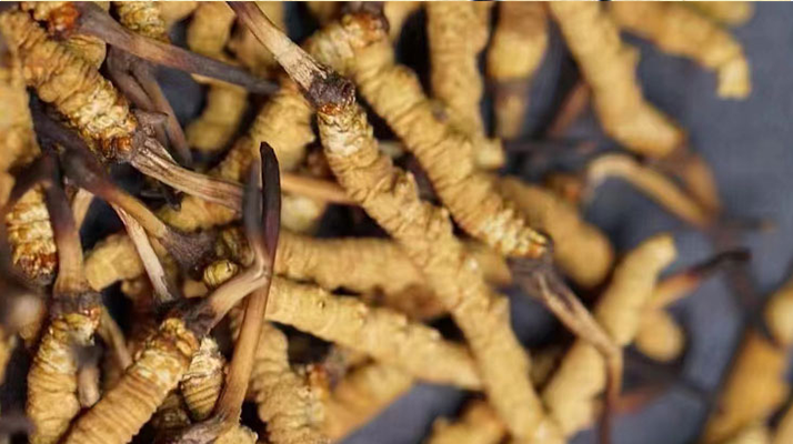 正宗<a href=http://m.gi-casino.com/jiage/ target=_blank class=infotextkey>冬蟲夏草多少錢</a>一克