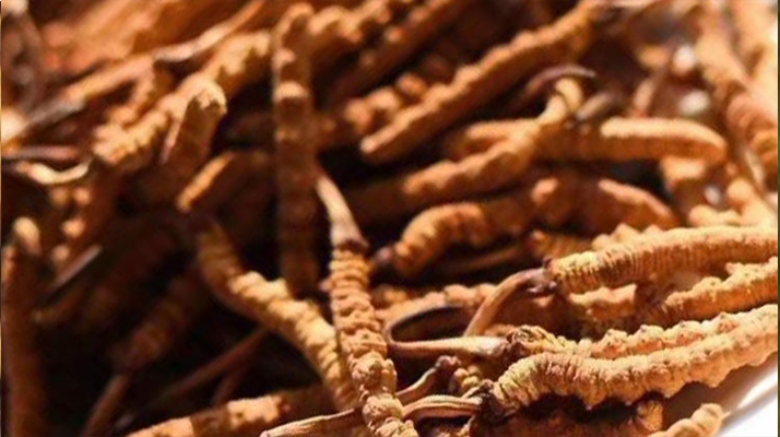 野生<a href=http://m.gi-casino.com/jiage/ target=_blank class=infotextkey>冬蟲夏草多少錢</a>一克