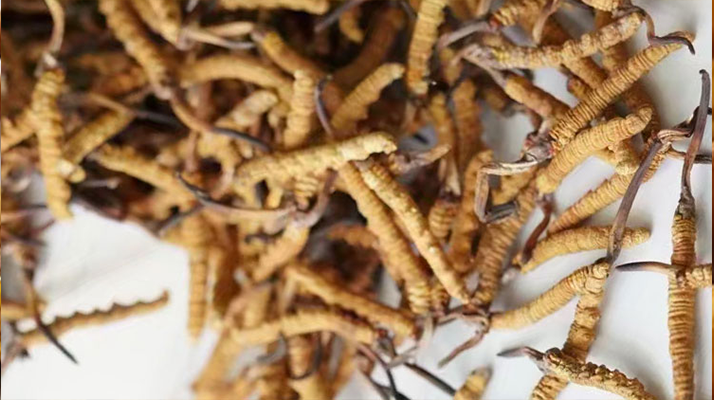 天然<a href=http://m.gi-casino.com/jiage/ target=_blank class=infotextkey>冬蟲夏草多少錢</a>一克