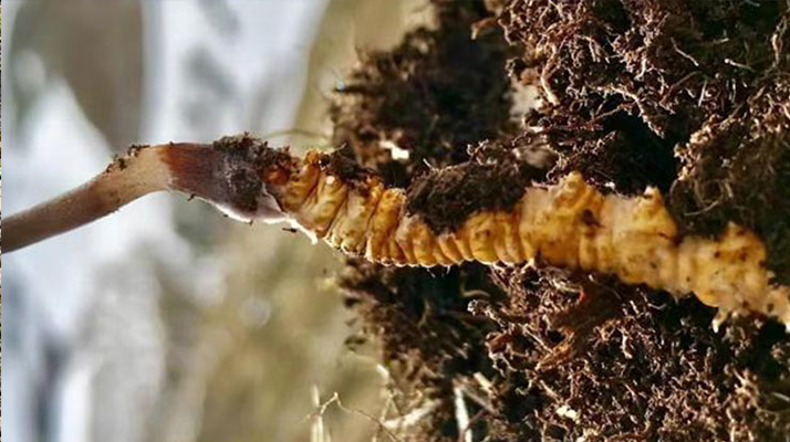 <a href=http://m.gi-casino.com/xinxian/ target=_blank class=infotextkey>新<a href=http://m.gi-casino.com/xinxian/ target=_blank class=infotextkey>鮮冬蟲夏草</a></a>何時采摘