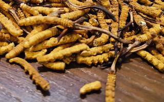 冬蟲夏草服用禁忌全解：科學(xué)搭配，安全養(yǎng)生新指南