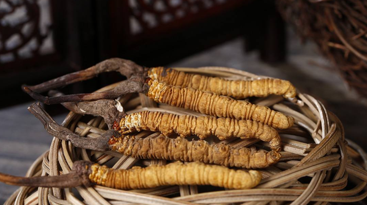 新鮮<a href=http://m.gi-casino.com/jiage/ target=_blank class=infotextkey>冬蟲夏草的價格</a>一根