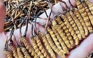 請(qǐng)問(wèn)冬蟲夏草有什么功能