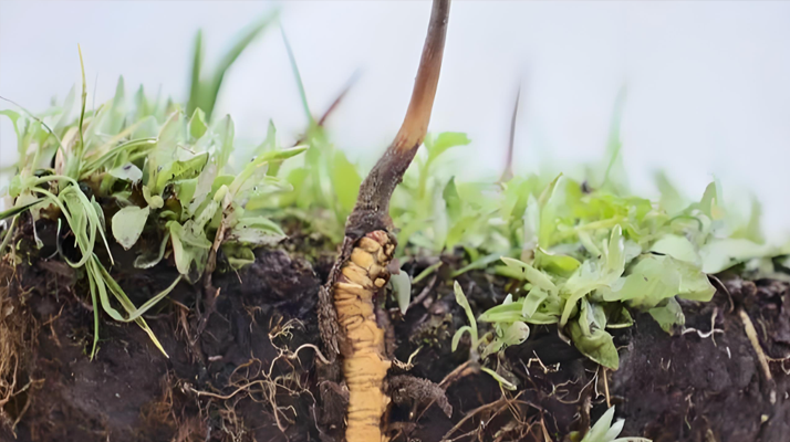 揭秘冬蟲夏草的 “童年時(shí)光”:從幼蟲到蟲草的奇妙蛻變