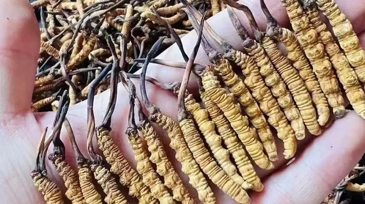 冬蟲(chóng)夏草一克多少條？看懂規(guī)格，選對(duì)滋補(bǔ)品