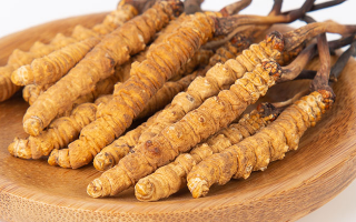 在西藏，冬蟲夏草真的觸手可得？