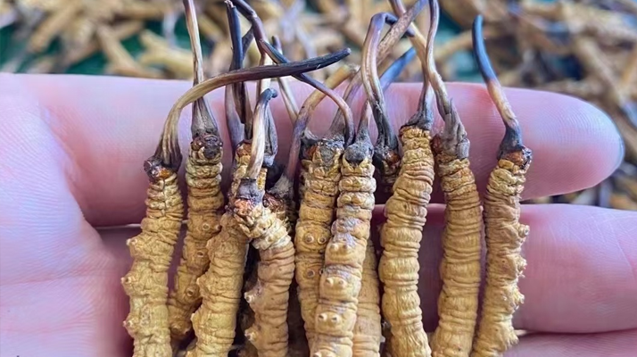 一盒冬蟲夏草多少錢？從規(guī)格到定位的價(jià)格解析