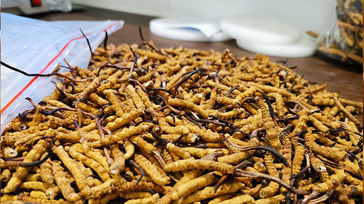 <a href=http://m.gi-casino.com/yangsheng/ target=_blank class=infotextkey>冬蟲(chóng)夏草的作用</a>與功效:傳統(tǒng)智慧與現(xiàn)代科學(xué)的雙重解讀