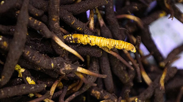 新鮮冬蟲夏草可以冷凍嗎？科學(xué)保存指南來了