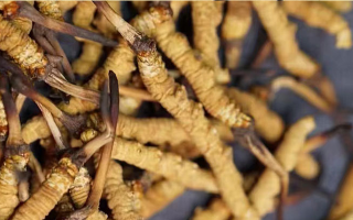 鹿茸和冬蟲夏草，誰更 “值錢”？