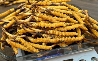 冬蟲(chóng)夏草小孩可以服用嗎？科學(xué)判斷與服用指南