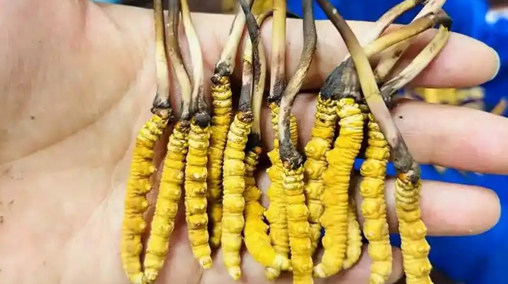 正宗那曲新鮮<a href=http://m.gi-casino.com/jiage/ target=_blank class=infotextkey>冬蟲夏草價(jià)格</a>揭秘