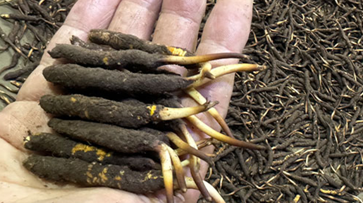 一天一根新鮮冬蟲夏草，這些功效藏不住