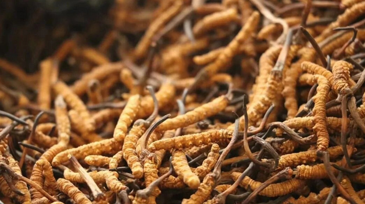 冬蟲夏草一條多少錢？單條價格的計算邏輯與實際范圍